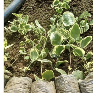 花叶蔓长春绿化苗木庭院种植自产自销大量从优