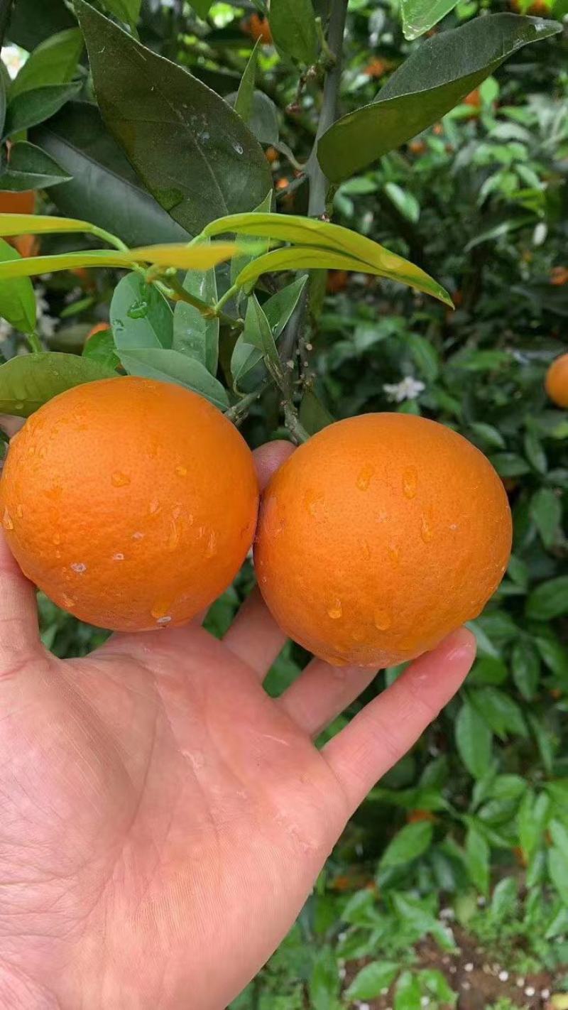 夏橙，广西桂林特产，新鲜水果，夏季热爱。一手货源，诚信经