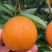 夏橙，广西桂林特产，新鲜水果，夏季热爱。一手货源，诚信经