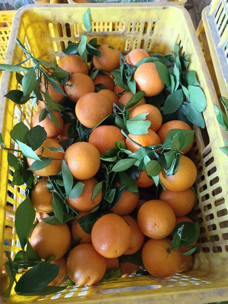 夏橙，广西桂林特产，新鲜水果，夏季热爱。一手货源，诚信经