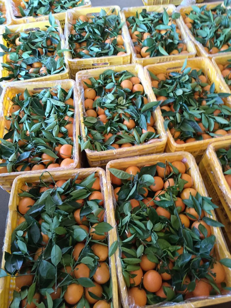 夏橙，广西桂林特产，新鲜水果，夏季热爱。一手货源，诚信经