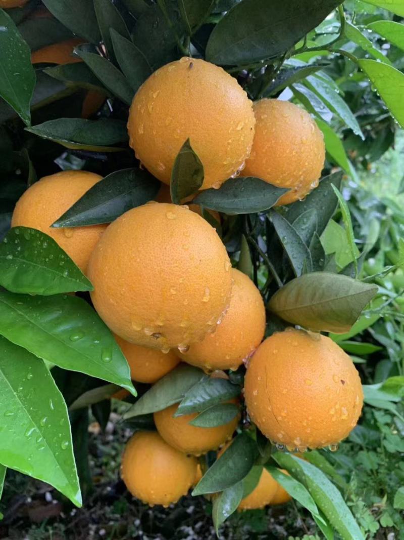 夏橙，广西桂林特产，新鲜水果，夏季热爱。一手货源，诚信经