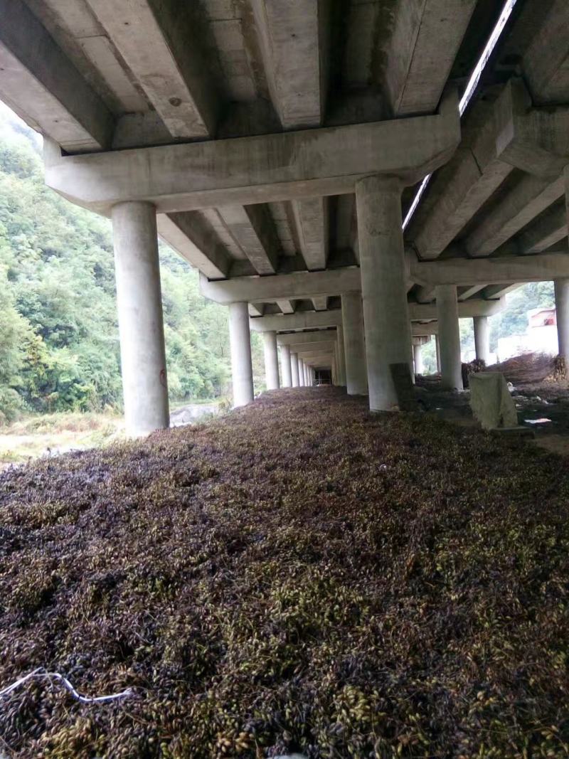 红油香椿籽