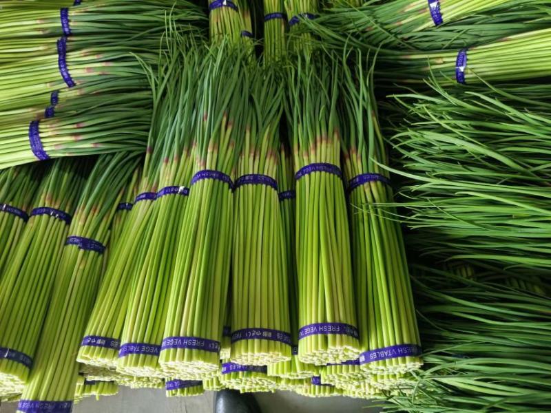 河南精品红帽蒜薹，小把，60公分以上，产地直发商超，市场