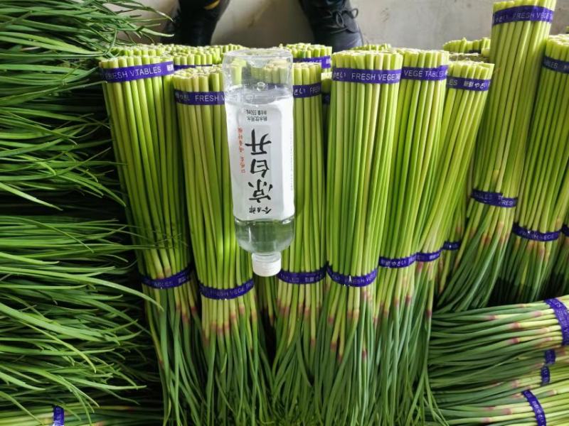 河南精品红帽蒜薹，小把，60公分以上，产地直发商超，市场
