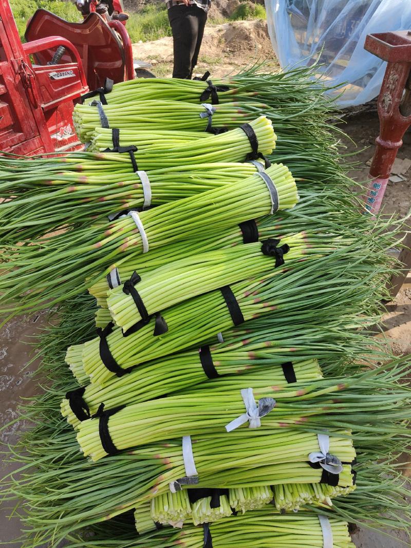 河南精品红帽蒜薹，小把，60公分以上，产地直发商超，市场
