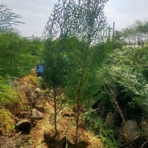 80起步侧柏