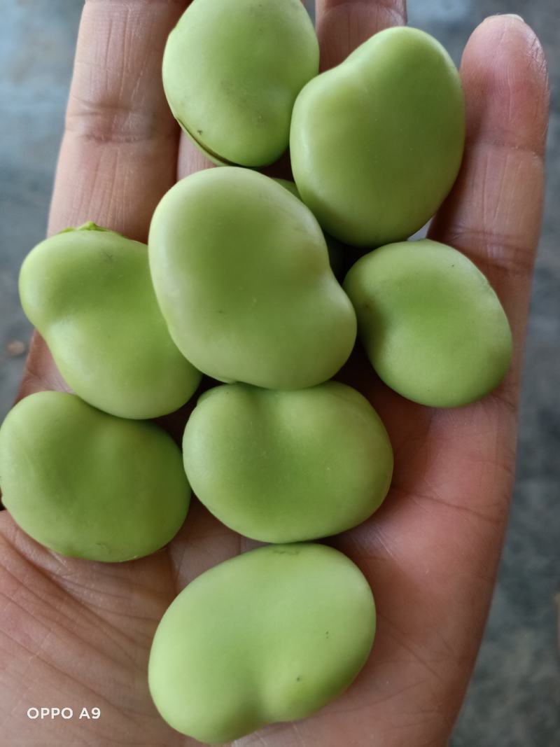 上海大青蚕豆青海蚕豆。