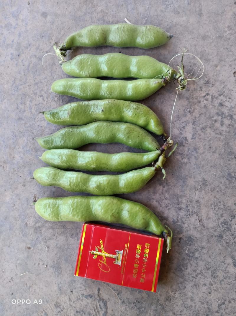 上海大青蚕豆青海蚕豆。