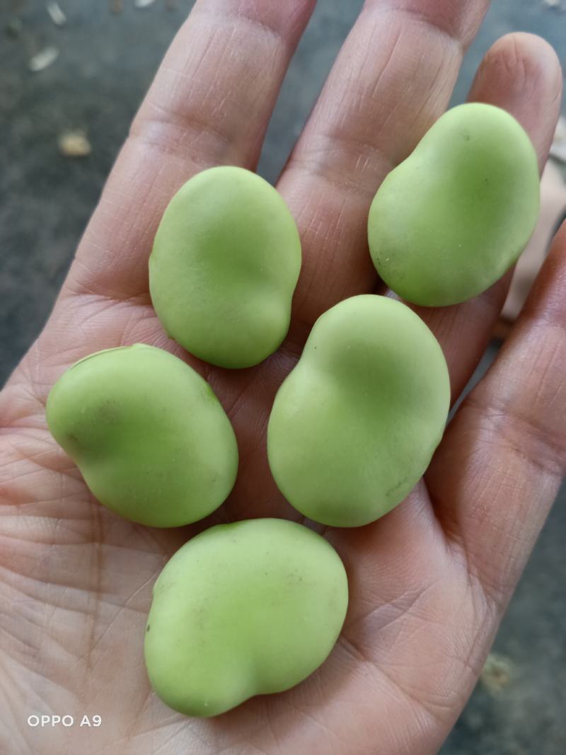 上海大青蚕豆青海蚕豆。