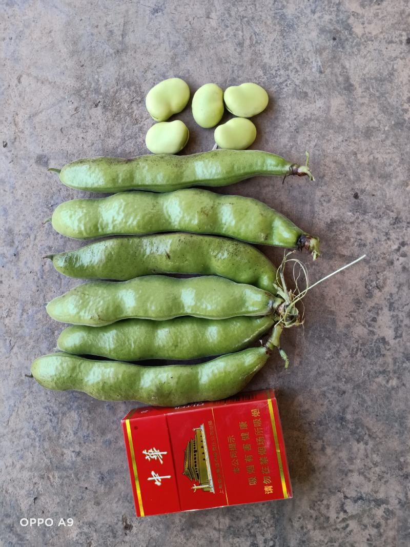 上海大青蚕豆青海蚕豆。
