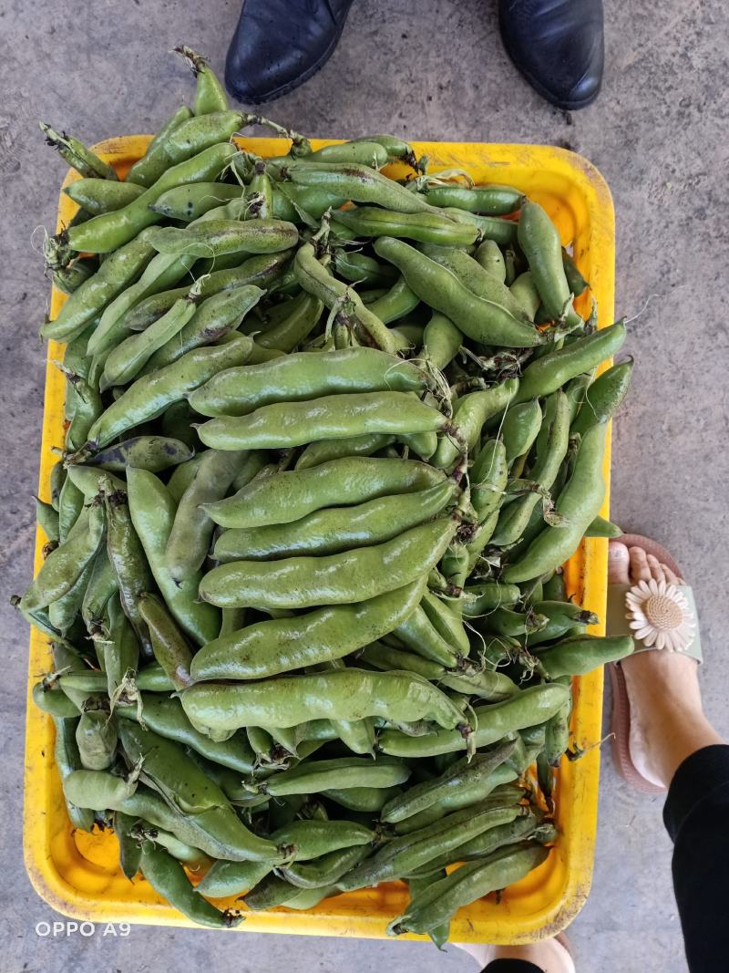 上海大青蚕豆青海蚕豆。