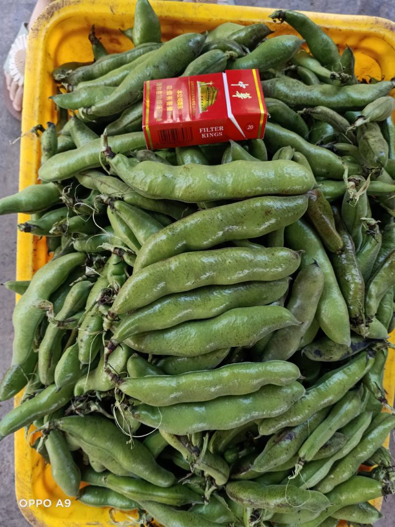 上海大青蚕豆青海蚕豆。