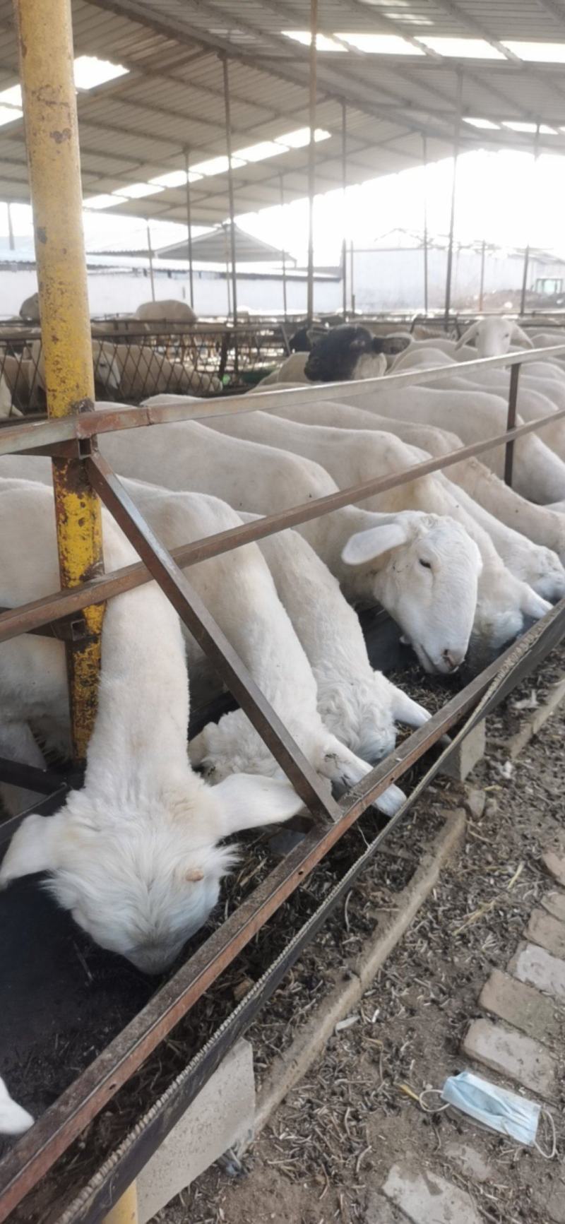 常年供应小尾寒羊头胎孕羊肉羊羔养殖场杜寒杂交羊成年羊
