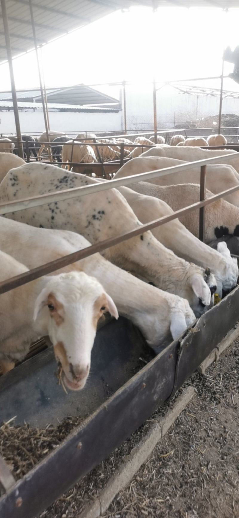 常年供应小尾寒羊头胎孕羊肉羊羔养殖场杜寒杂交羊成年羊
