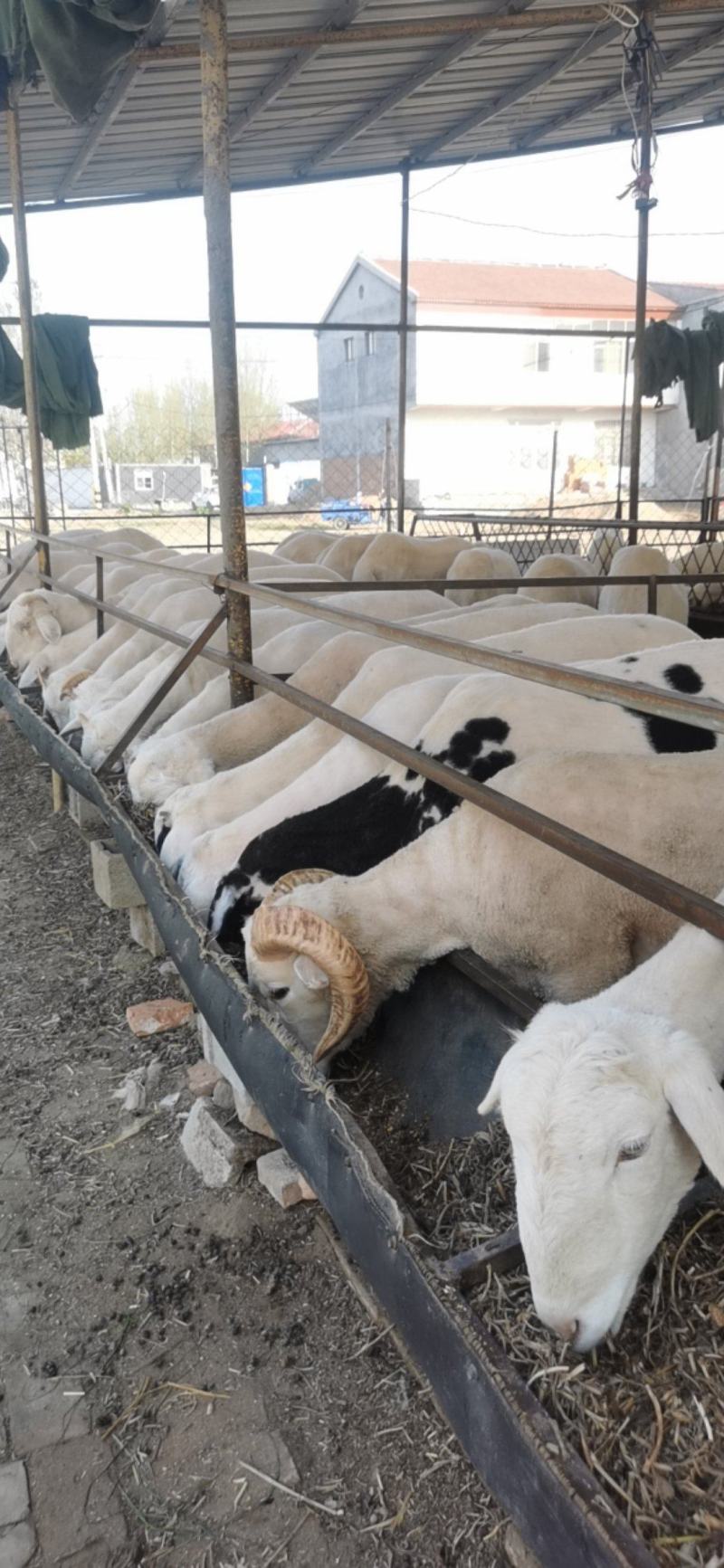 常年供应小尾寒羊头胎孕羊肉羊羔养殖场杜寒杂交羊成年羊