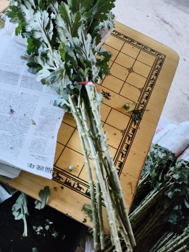 白菊花鲜切花产地直供A货B货都有，大量供应！