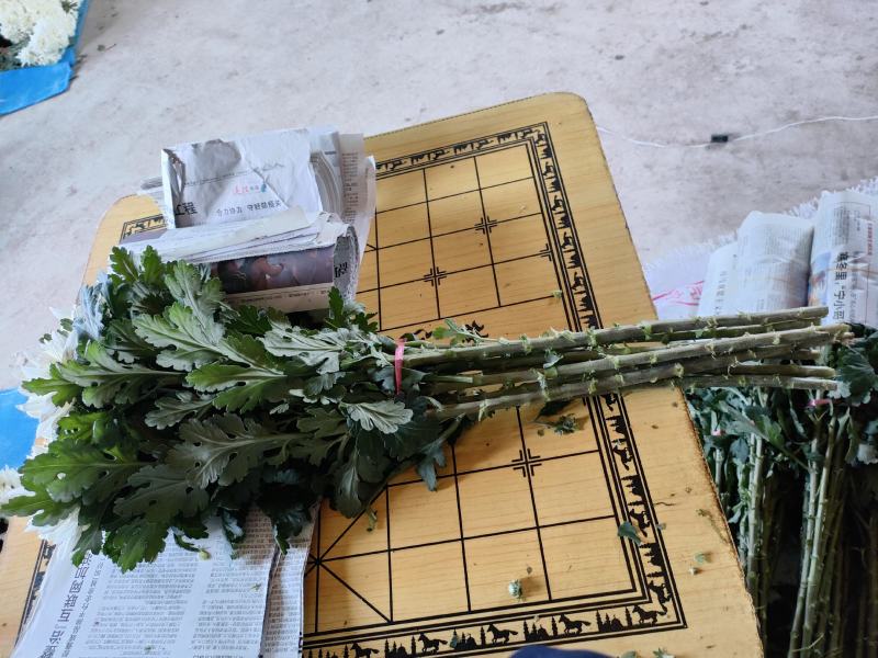 白菊花鲜切花产地直供A货B货都有，大量供应！