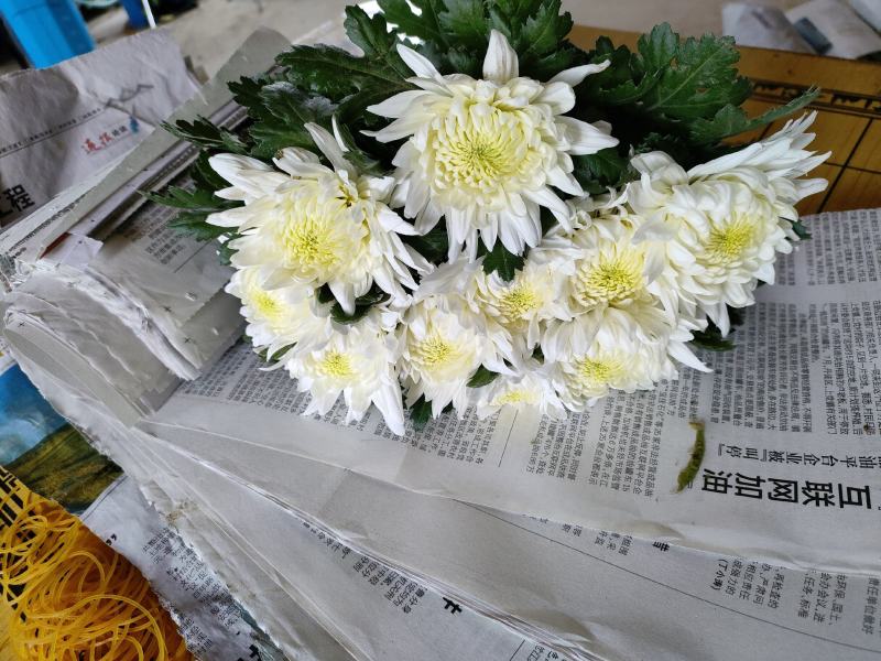 白菊花鲜切花产地直供A货B货都有，大量供应！