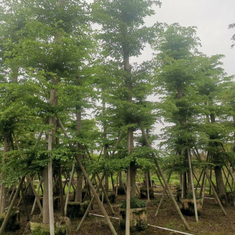 【推荐】小叶榄仁各种规格，大量供应，产地直销欢迎老板电询