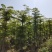 【推荐】小叶榄仁各种规格，大量供应，产地直销欢迎老板电询