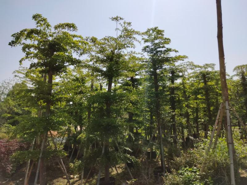 【推荐】小叶榄仁各种规格，大量供应，产地直销欢迎老板电询