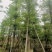 【推荐】小叶榄仁各种规格，大量供应，产地直销欢迎老板电询