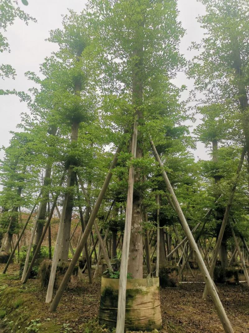 【推荐】小叶榄仁各种规格，大量供应，产地直销欢迎老板电询