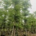 【推荐】小叶榄仁各种规格，大量供应，产地直销欢迎老板电询