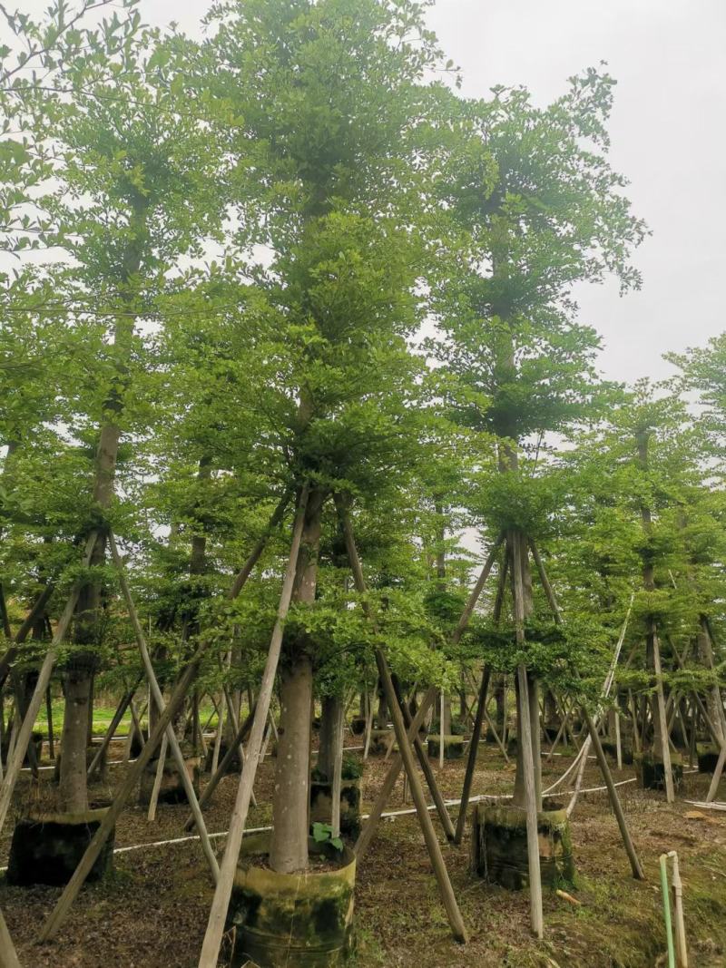 【推荐】小叶榄仁各种规格，大量供应，产地直销欢迎老板电询