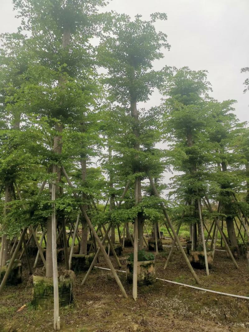【推荐】小叶榄仁各种规格，大量供应，产地直销欢迎老板电询