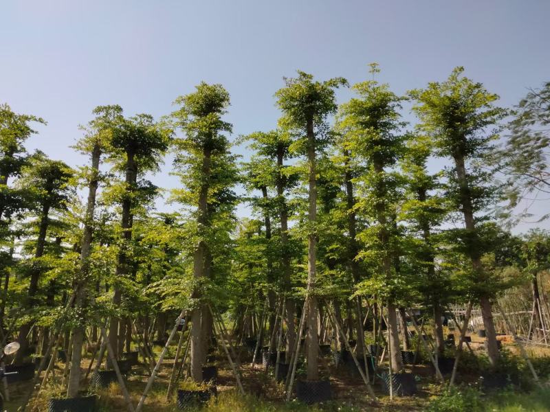 【推荐】小叶榄仁各种规格，大量供应，产地直销欢迎老板电询