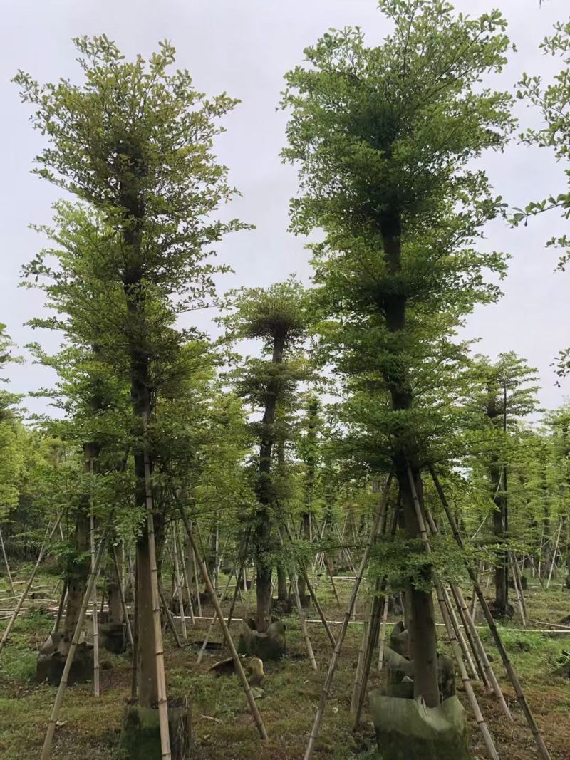 【推荐】小叶榄仁各种规格，大量供应，产地直销欢迎老板电询
