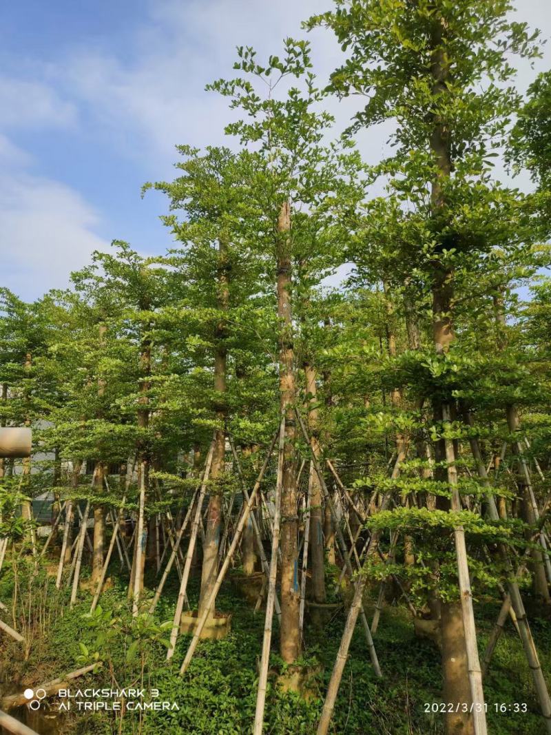 【推荐】小叶榄仁各种规格，大量供应，产地直销欢迎老板电询