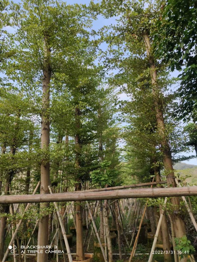【推荐】小叶榄仁各种规格，大量供应，产地直销欢迎老板电询