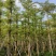 【推荐】小叶榄仁各种规格，大量供应，产地直销欢迎老板电询