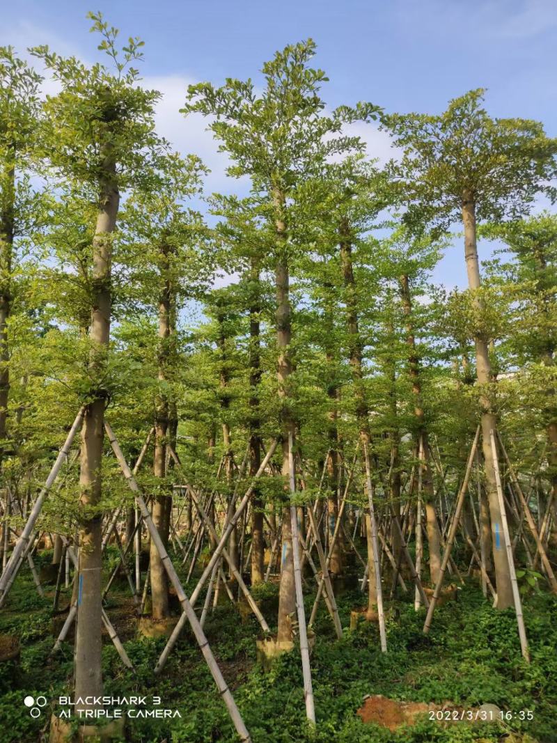 【推荐】小叶榄仁各种规格，大量供应，产地直销欢迎老板电询