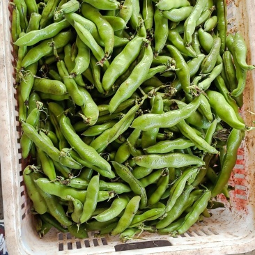 青豆大量上市产地自销货源充足欢迎进店选购