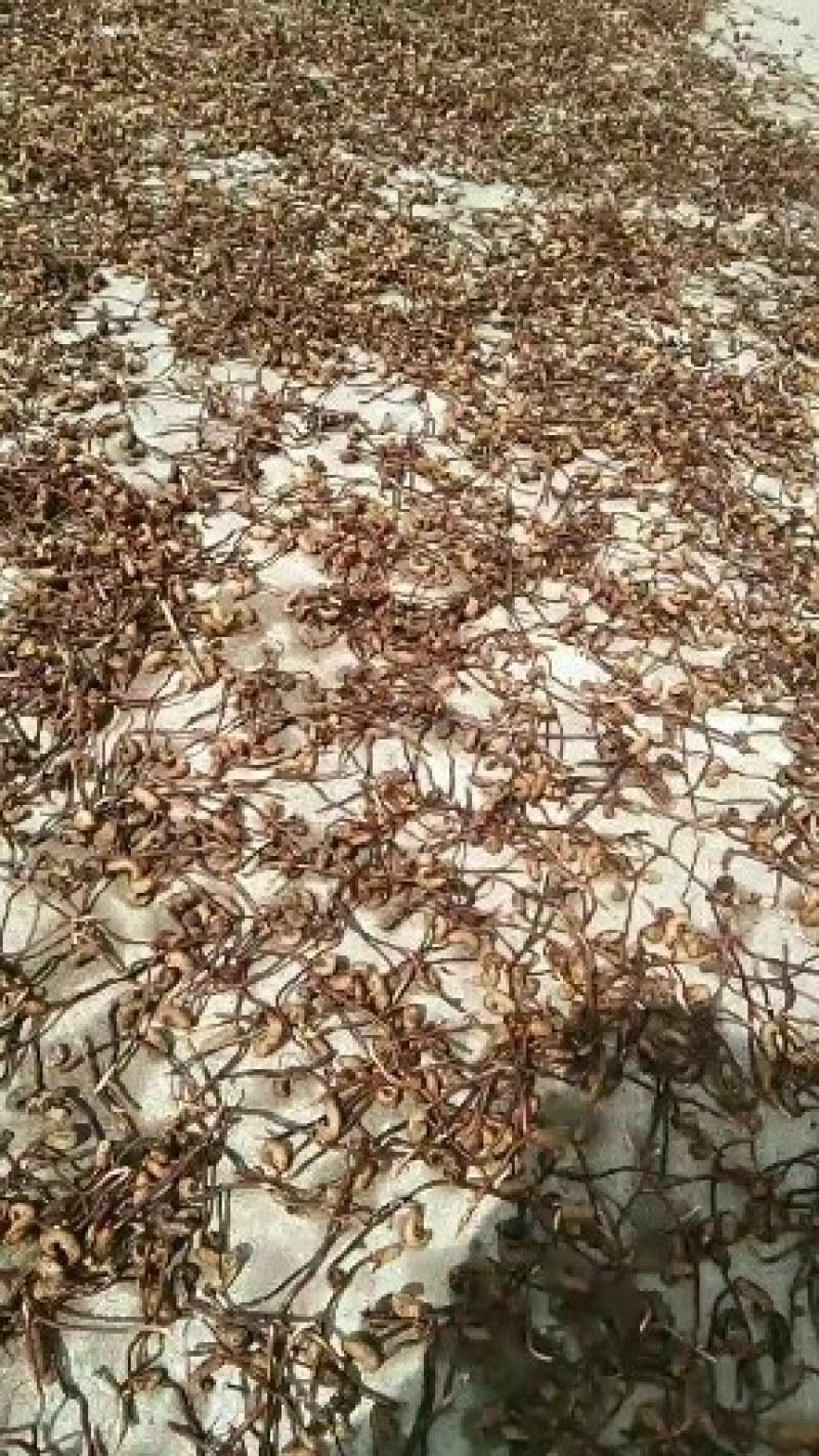虫草，陕西冬虫夏草产地直销，欢迎各位老板联系下单