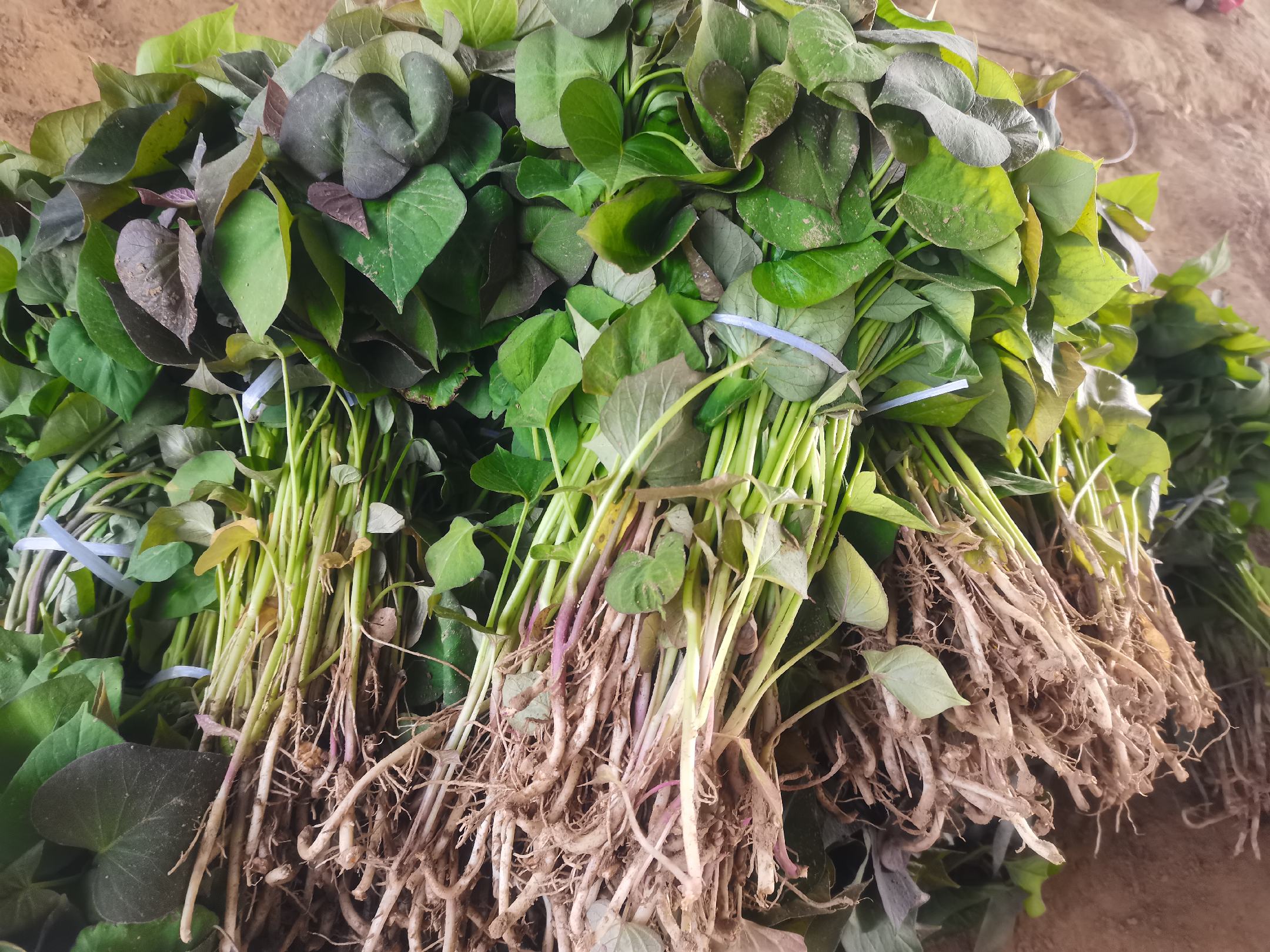 红菜苔幼苗在育苗床上生长良好,叶片健康,准备移栽 红菜苔移栽前的育苗床