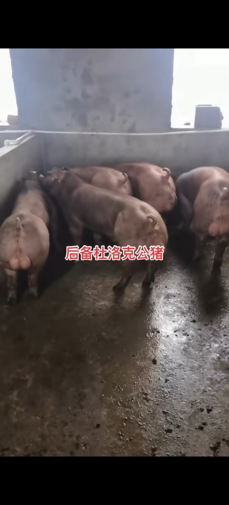 杜洛克种公猪双脊背大屁股