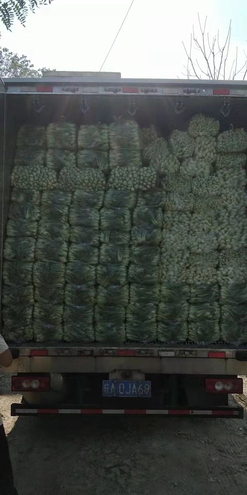 【牛商推荐】精品安徽上海青叶菜万亩大棚种植基地一手货源