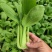 【牛商推荐】精品安徽上海青叶菜万亩大棚种植基地一手货源