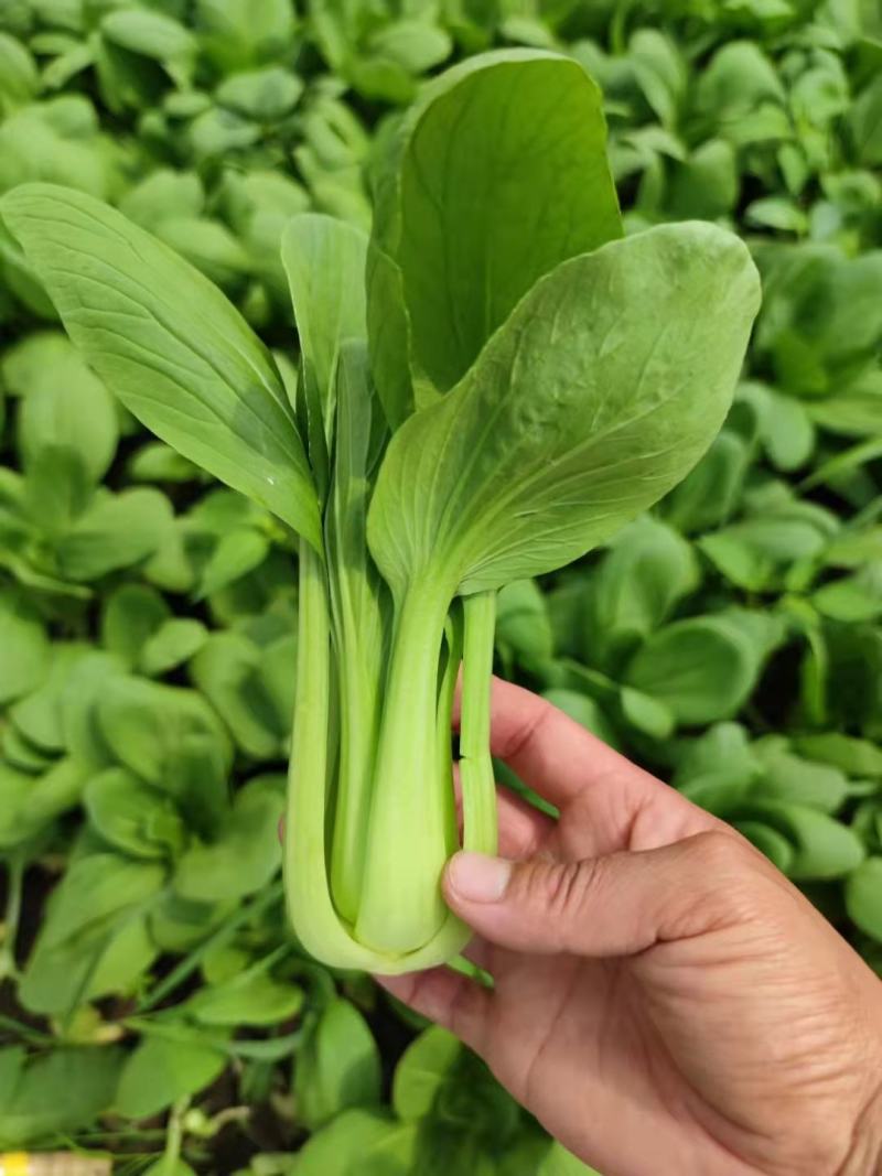 【牛商推荐】精品安徽上海青叶菜万亩大棚种植基地一手货源