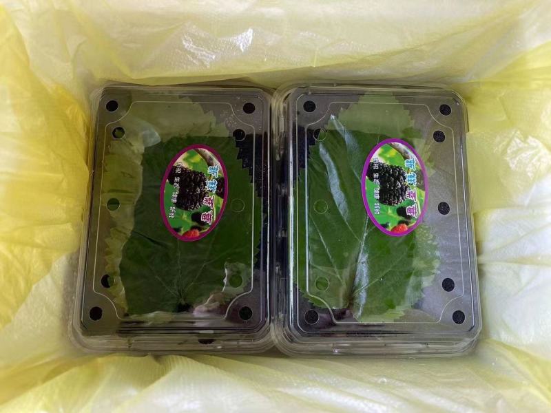 四川桑葚/桑葚/浆果/品质好电商代发某音代发全国发货