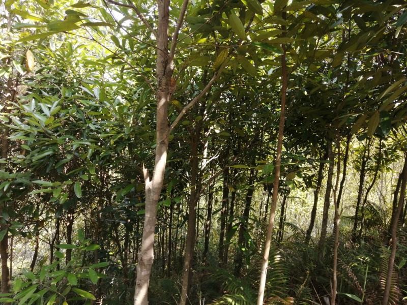 广东肉桂，原产地玉桂皮肉桂，纯干晒，标准规格通货精品