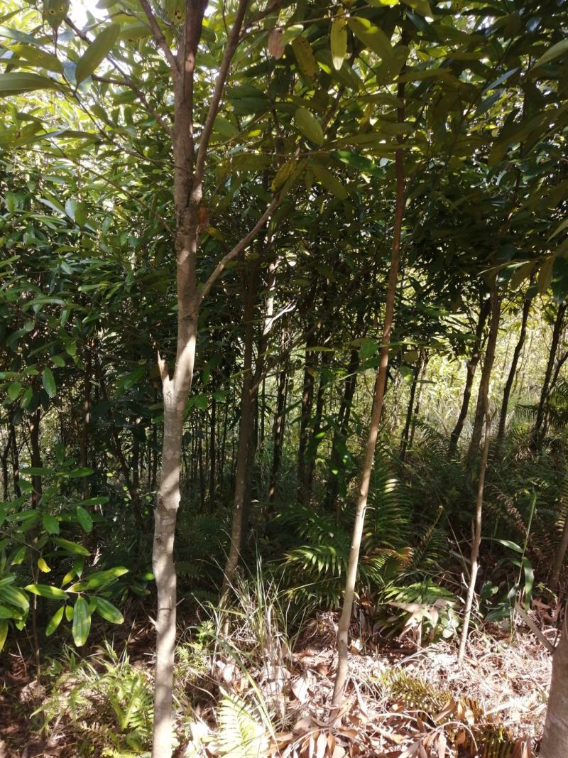 广东肉桂，原产地玉桂皮肉桂，纯干晒，标准规格通货精品