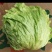 善和圆鑫精品球生菜，基地种植，冷库净菜加工，冷链全国直发