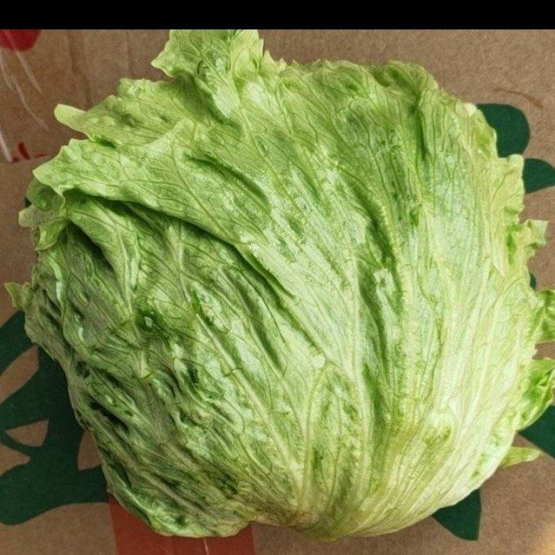 善和圆鑫精品球生菜，基地种植，冷库净菜加工，冷链全国直发