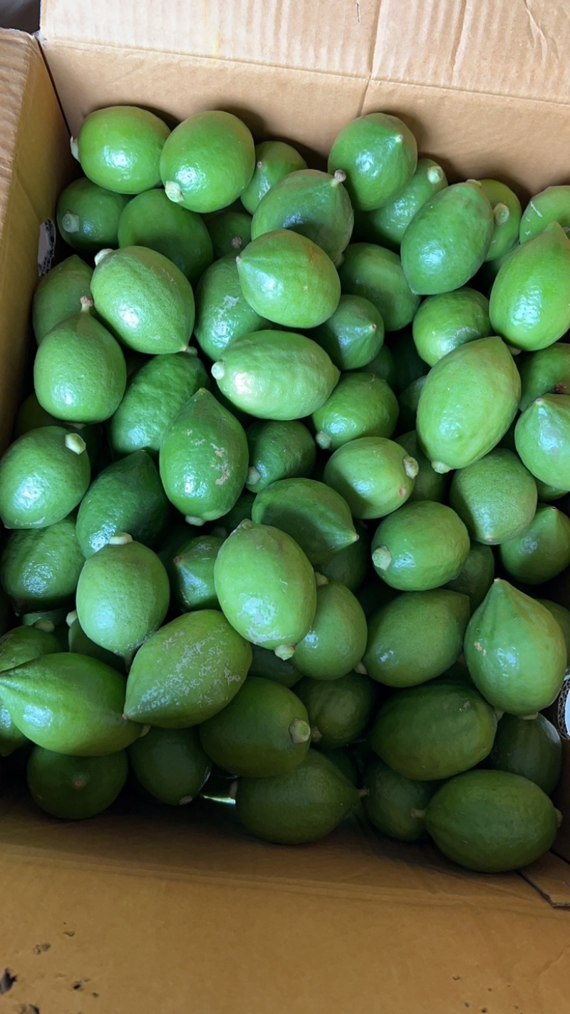 大量现货柠檬